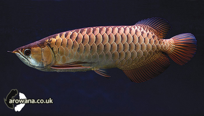 Crossback Golden Arowana